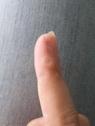 ぺんダコ.gif